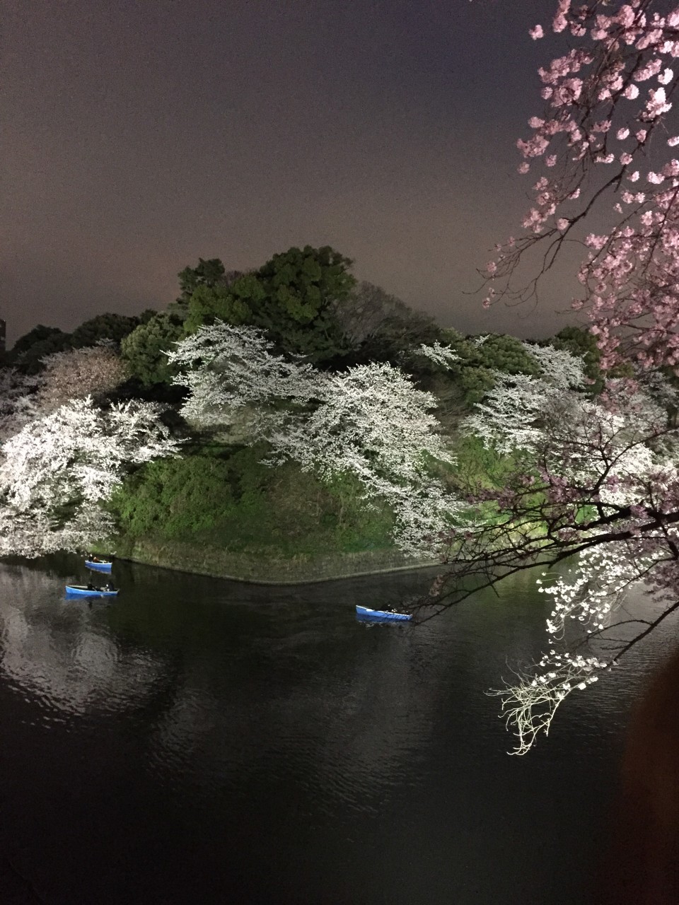 スタッフブログ：飯田橋周辺の桜
