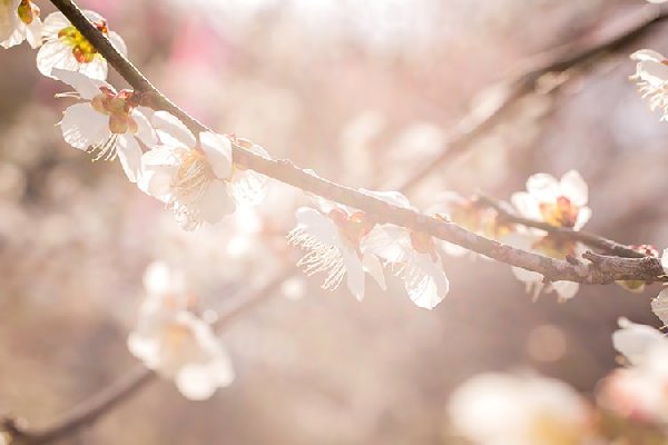 新年のご挨拶