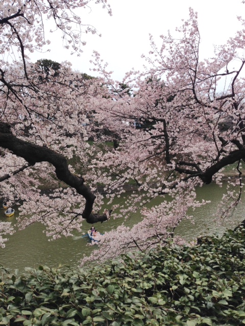 千鳥ヶ淵の桜