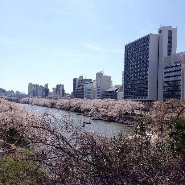 飯田橋の桜